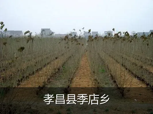 孝昌县季店乡